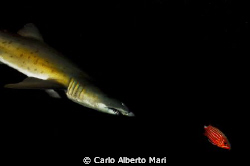 Reggie tooth Shark
 by Carlo Alberto Mari 